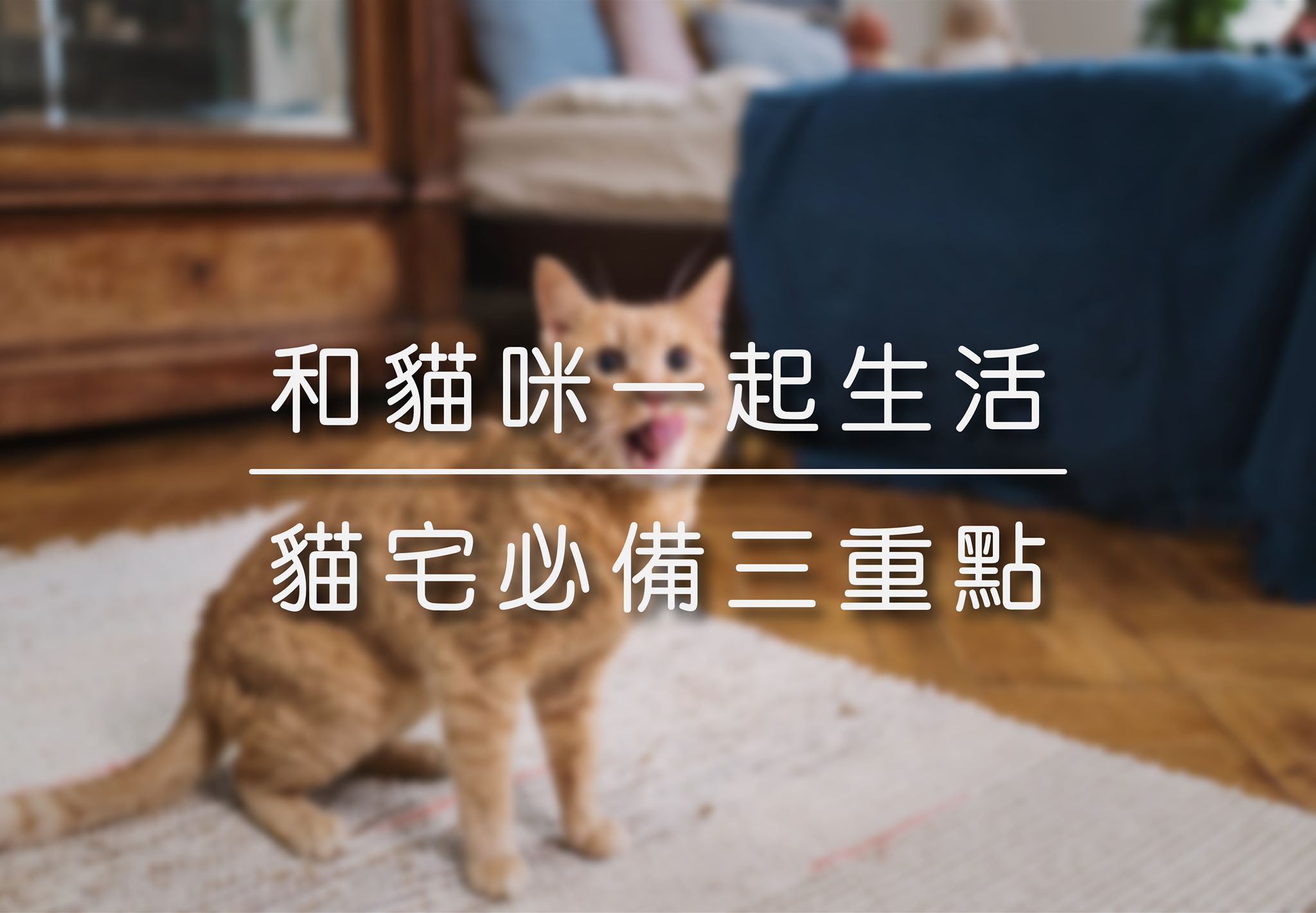 和貓咪一起生活 | 貓宅必備三重點